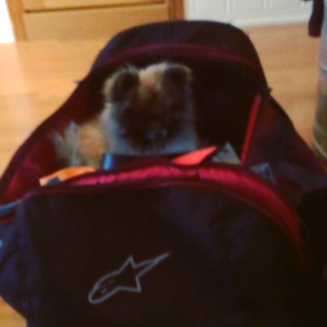 Woke up to pack my bag today and look who I found! Seems like someone wants to tag along for the next adventure. #Toby