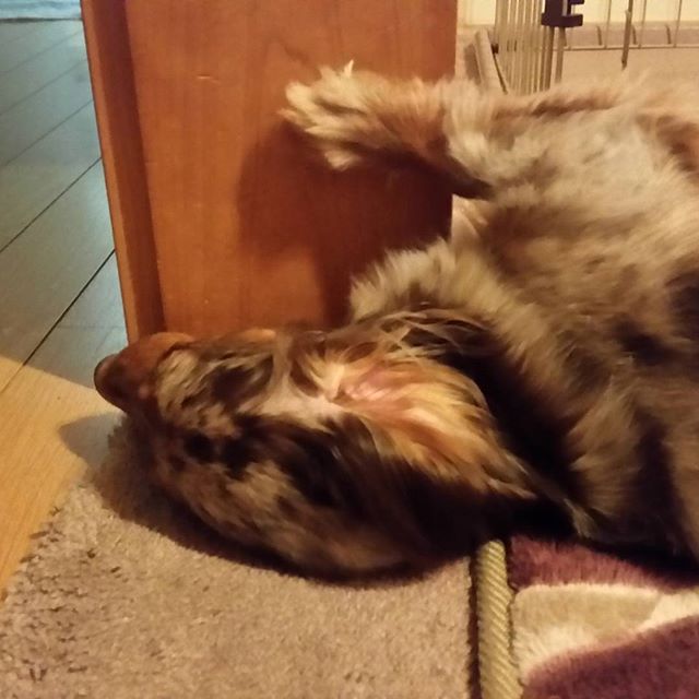 Dont know why shes sleeping like this #miniaturedachshund #dachshund #speaktothepaw 何でこんな寝方してるのか不明です
